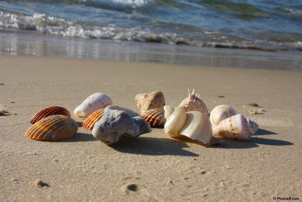 Sea shells on the beach in Myrtle Beach